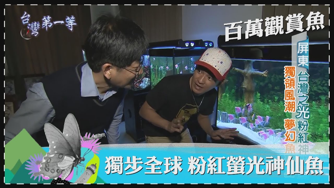台灣第一等【粉紅螢光神仙魚 獨步全球螢光基因轉殖技術／台灣魟魚大王 頂級魟魚培育一隻要價上百萬】 _精選特輯