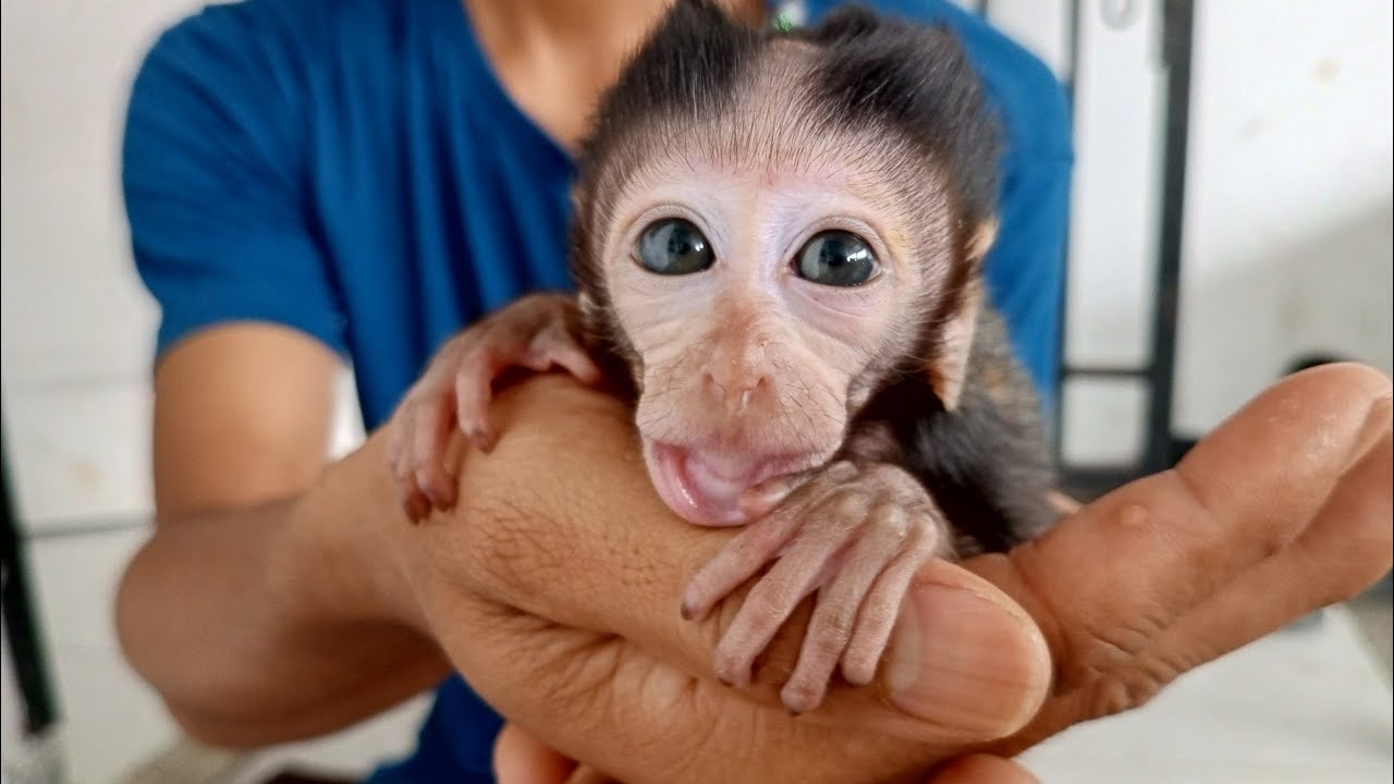 SO SAD 🥹.. I WILL RELEASE MY MONKEY