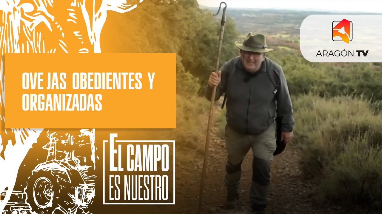 Ovejas obedientes y organizadas
