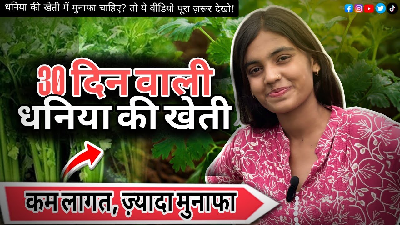 30 दिन वाली धनिया की खेती ☘️🔥 Coriander Farming in India 🤩