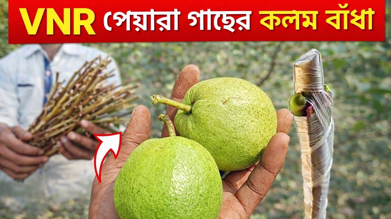 কম দামে VNR পেয়ারা গাছ| OnlineNursery | West Bengal nursery | mobile number : 9641957540