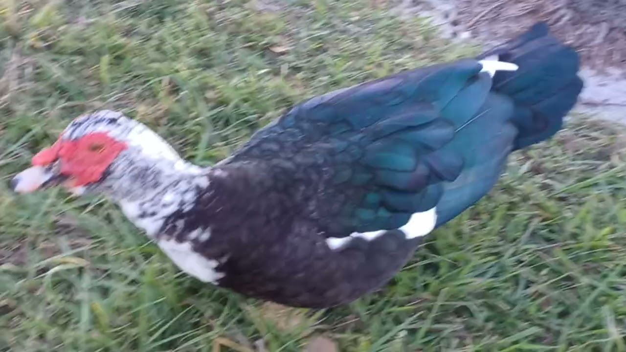 ❓ 🦆 🦆 ❤️ ПОЧЕМУ ЭТИ ДВА УТОЧКА В ШОКЕ???