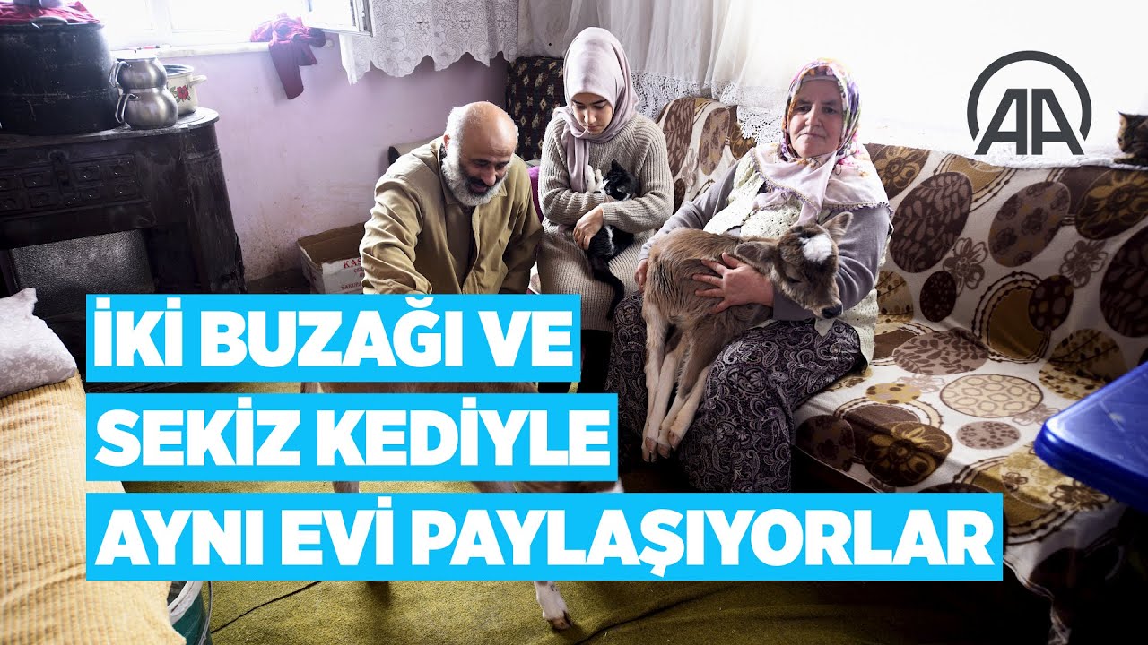 İki buzağı ve sekiz kediyle aynı evi paylaşıyorlar