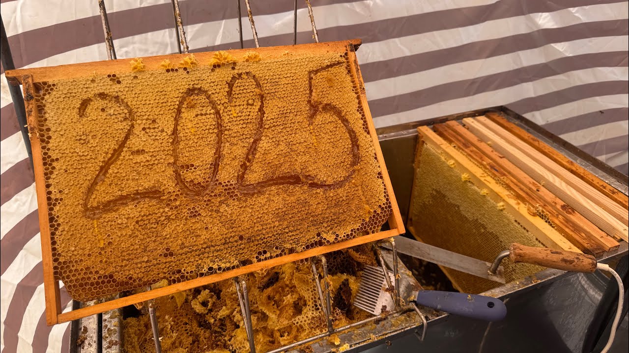 Соняшник 2025 🌻Качаємо мед🍯 