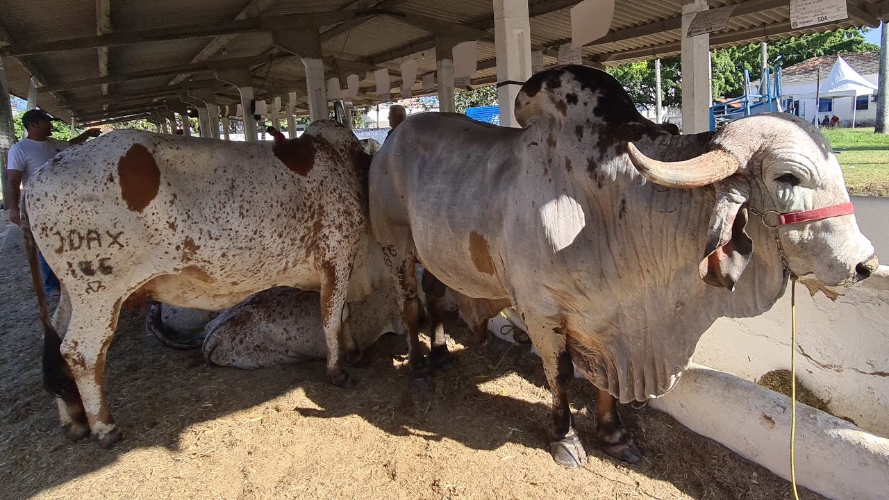 GIR LEITEIRO E GIROLANDO NA EXPOAGRO NORDESTE, RECIFE PE