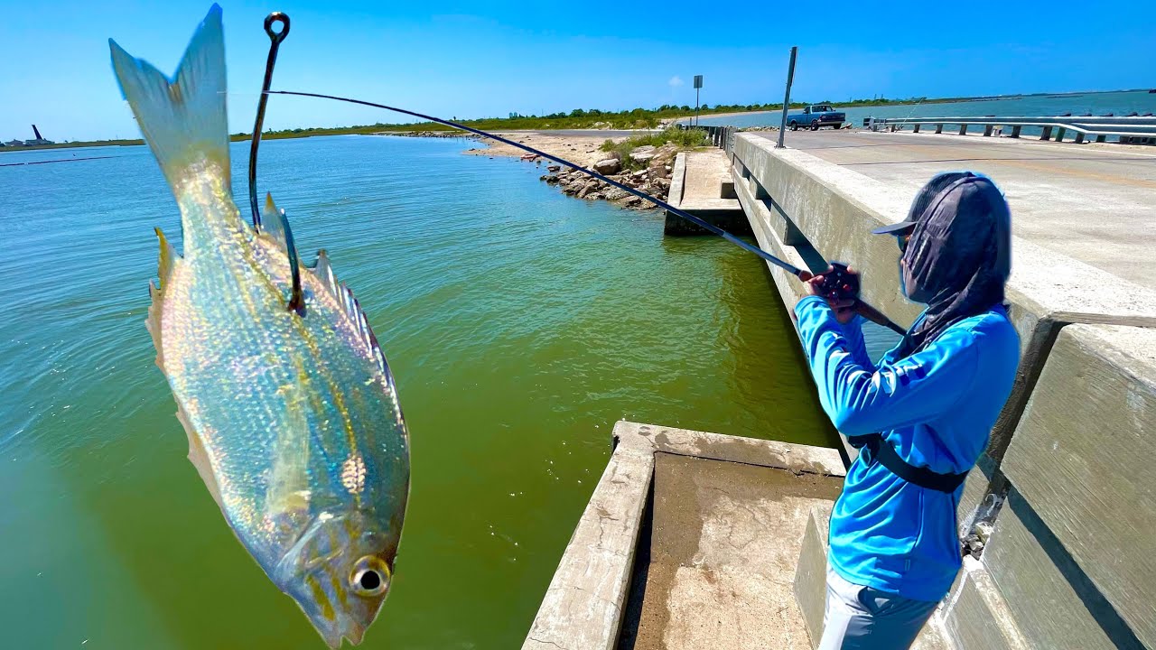 Tossing LIVE BAIT Fish Under Bridge For Speckled Trout!