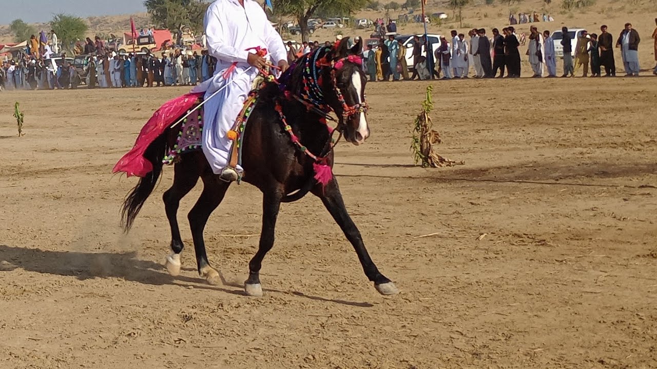 A Race of Speed, Power, and Beauty on the Desert Sands، 🐎