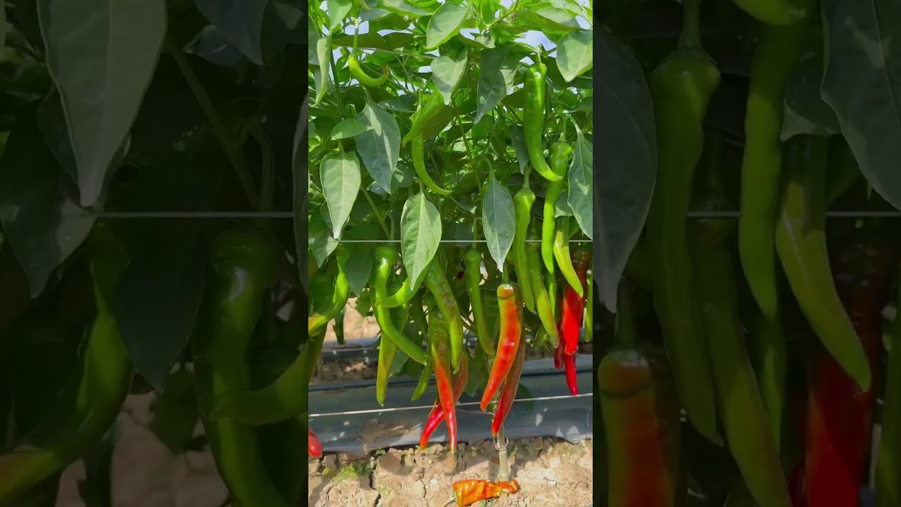 Chili Garden #fruit #garden #chili #nature #gardencenter #shorts