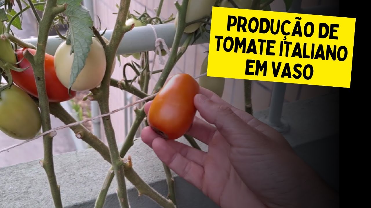 3 DICAS ESSENCIAIS PARA O CULTIVO DE TOMATE ITALIANO EM VASO