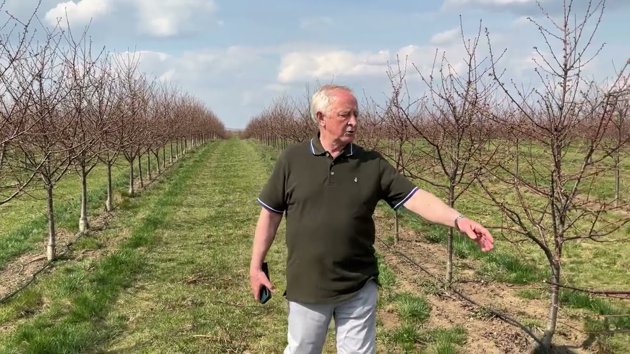 Koja sadnica vi&scaron;nje vi&scaron;e plodonosi