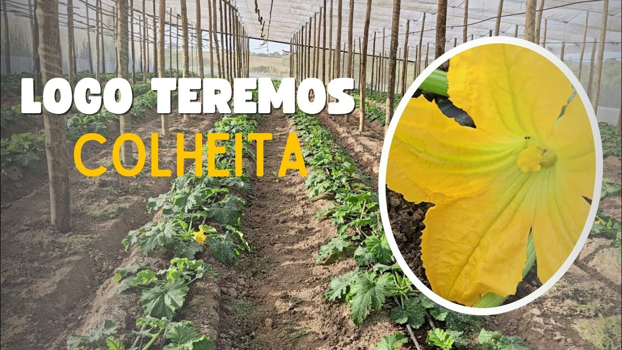 Sítio do Zero: O Segredo de Uma Vida Simples e Gratificante  na Roça 🙏
