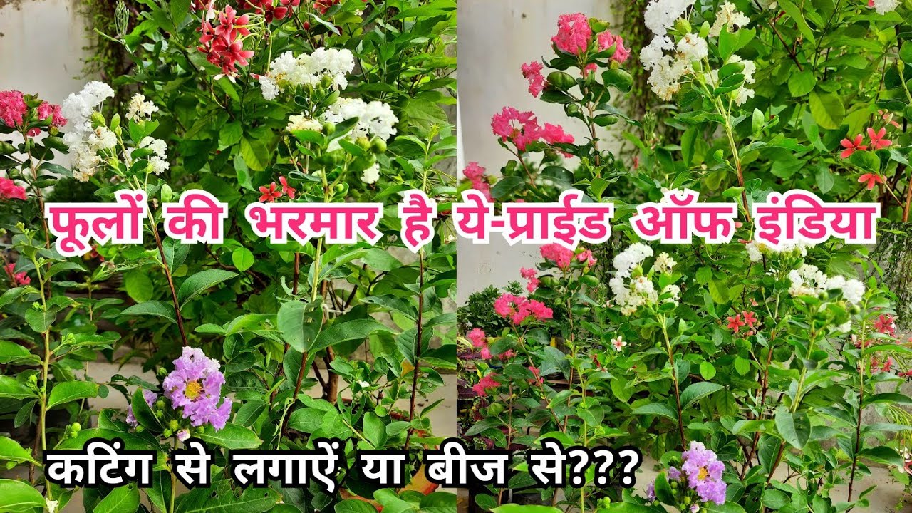 लाखों-हजारों फूलों की बहार pride of india plant/shravani plant/jarul plant देखभाल और लगाने की विधि