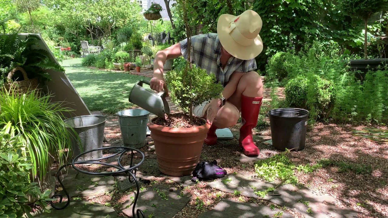 How to Create a Double Ball Topiary out of a Two Gallon Shrub