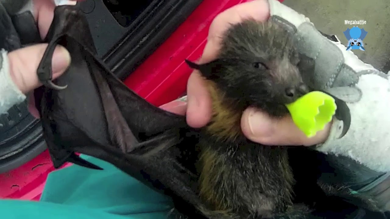 Rescue of a baby flying-fox:  this is Dalliance