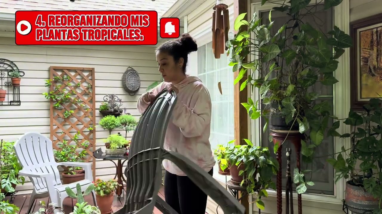Trabajando en el jardín, reorganizando mis plantas de interior … en fin poniéndome al día.