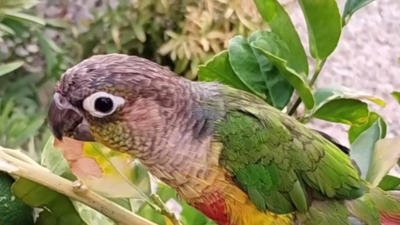 Filming Parrots in the wild.