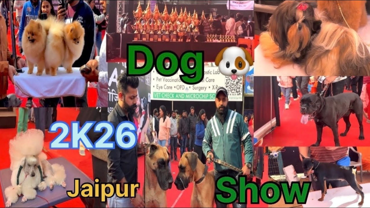 Dog 🐶 Show Jaipur 2k26 #dogs #jarmansafed #puppy #pitbull #greatdane #show #street #love #vlog 229
