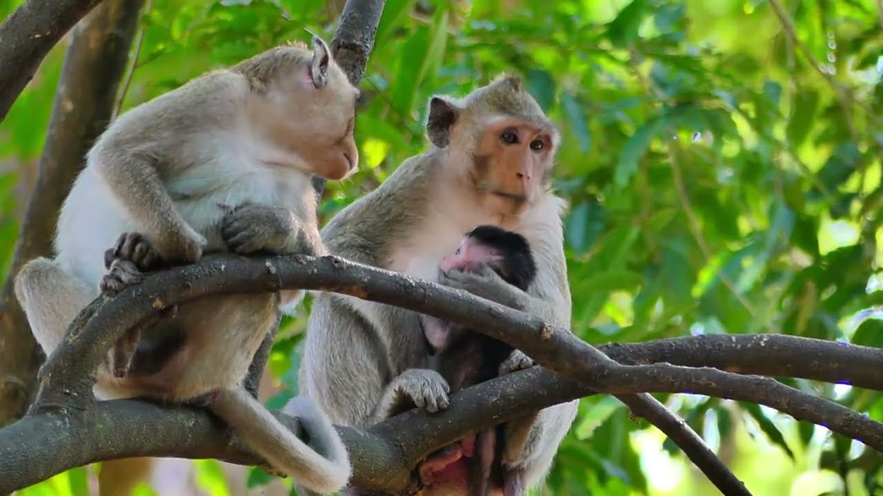 Jazzy monkey , Jiva and Jonna with on tree, They love in health care