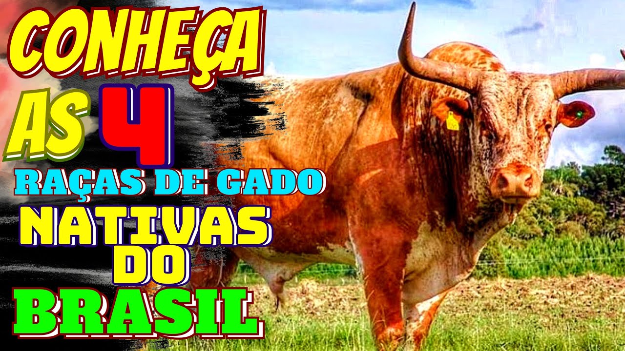 ✅As 4 Raças de Gado Nativas do Brasil: conheça as rações de gado que colonizaram o Brasil.