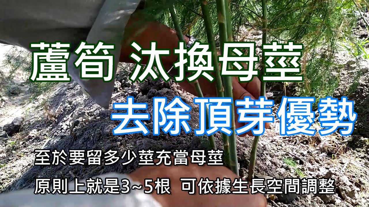 [造園趣]07_4 蘆筍母莖進行汰換 與摘心 去除頂芽優勢 讓新長出的嫩筍 可以粗壯一點 如果您所在的位置 適逢脫離冬季 蘆筍種植是不錯的選擇 目前看來 不用半年就可以採收了....