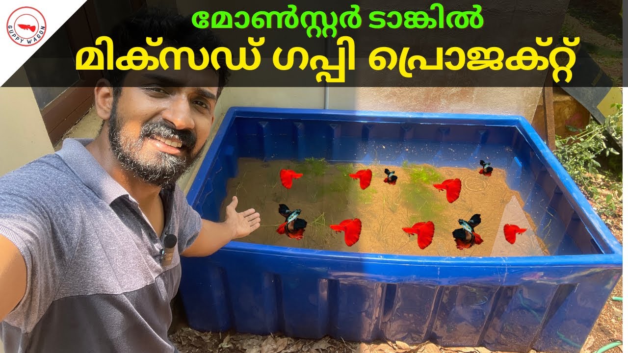 മോൺസ്റ്റർ ടാങ്കിൽ മിക്സഡ് ഗപ്പി പ്രൊജക്റ്റ്|Mixed Guppy Breeding In Huge Monster Tank| Guppy Wagon