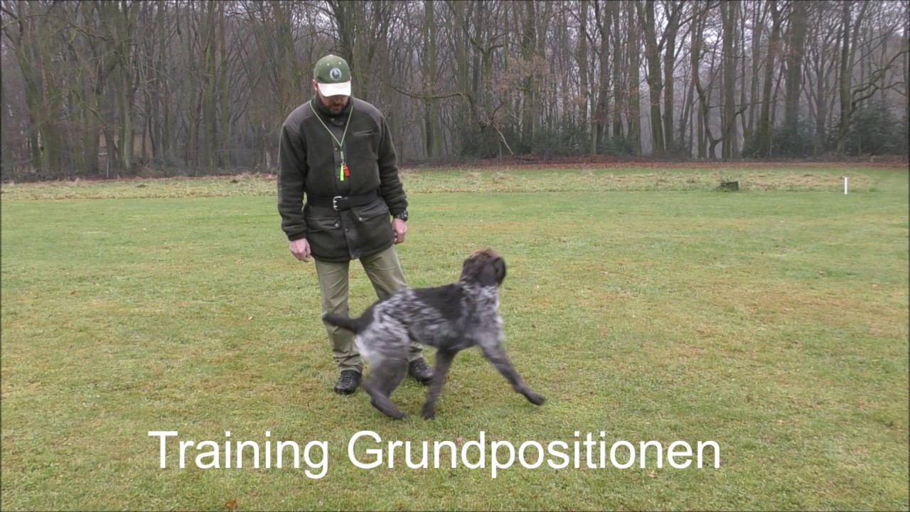 Deutsch Drahthaar Grundausbildung (Alter 12 Monate)