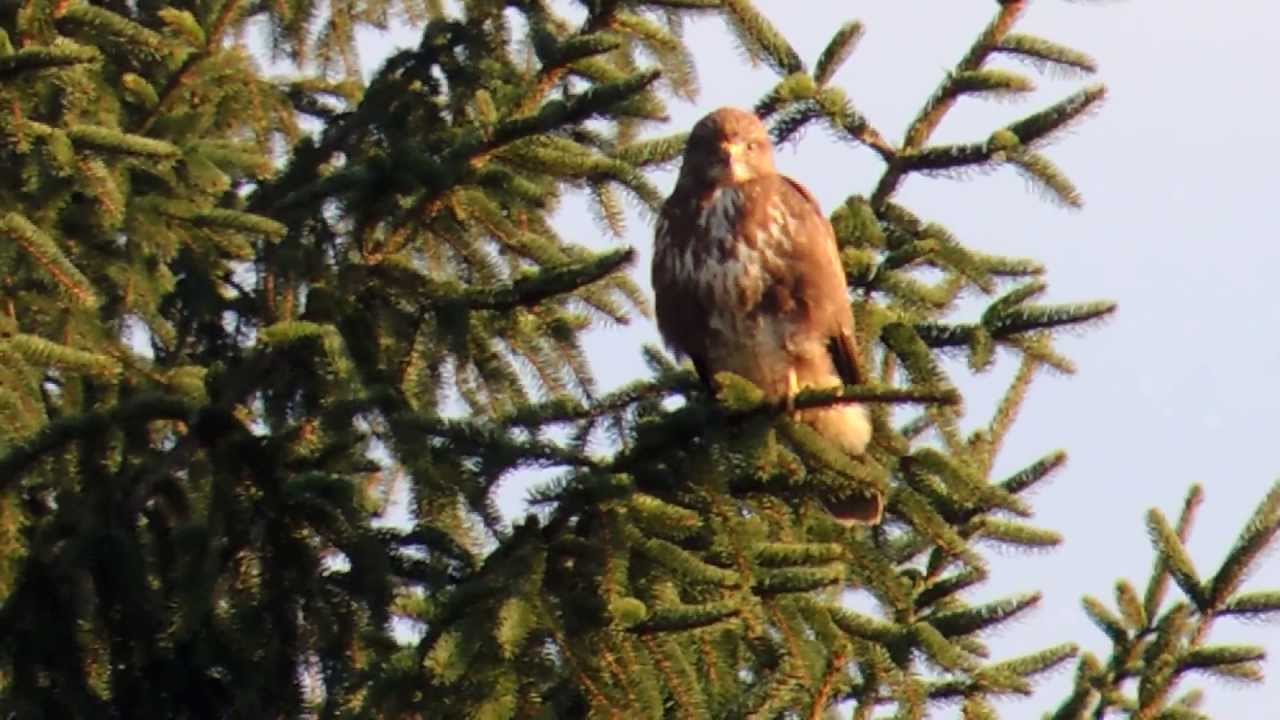 Kanja - Common Buzzard - Buteo Buteo