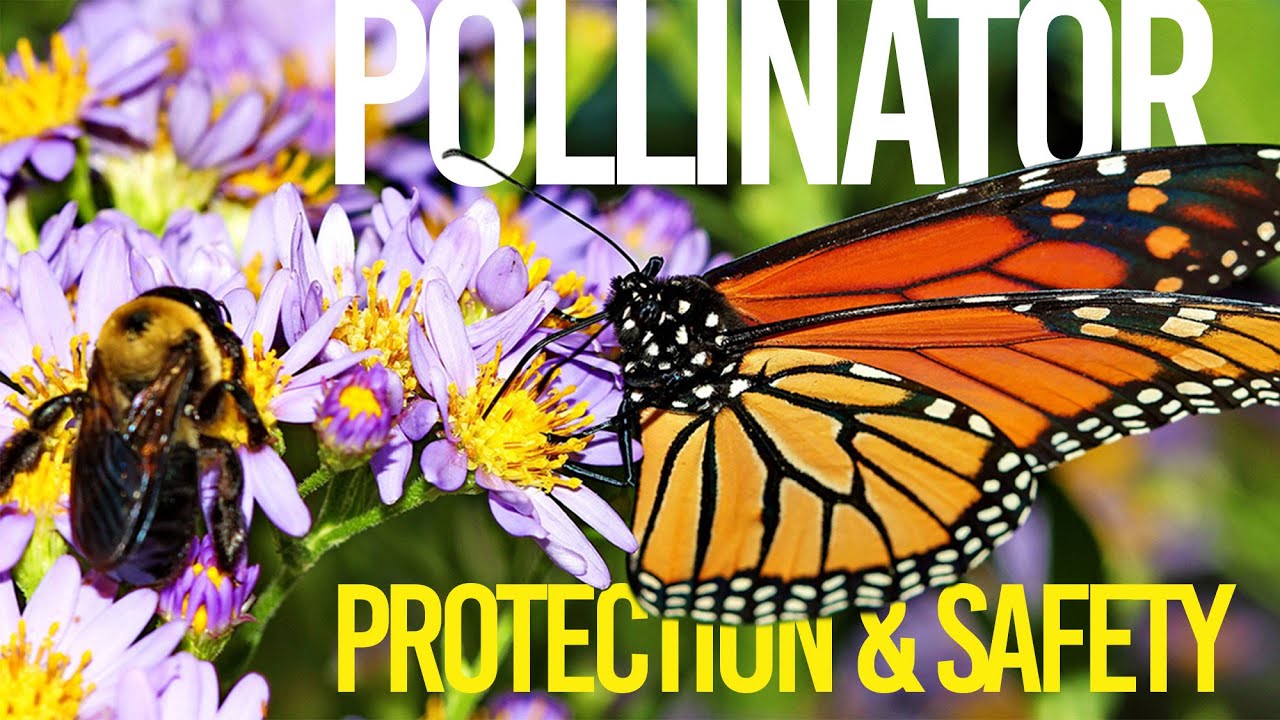 Pollinator Protection and Safety