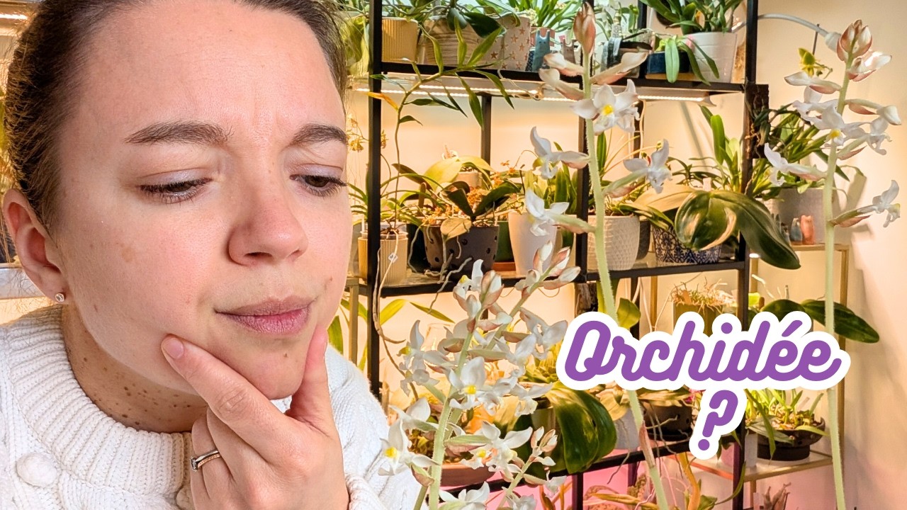 Erreurs courantes avec les orchidées bijoux 🌸 bilan d’hiver et nouveau setup ikea