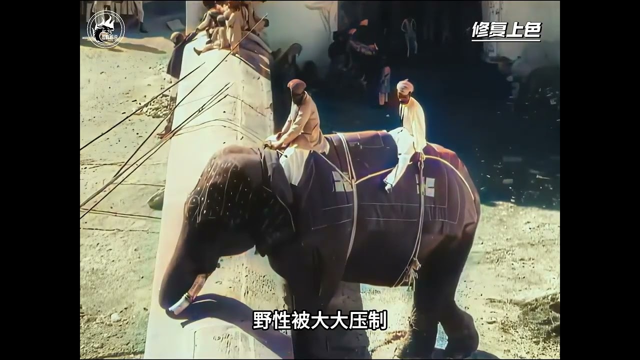 1930年代印度罕见影像：大象&ldquo;打架&rdquo;竟是百年传统#老影像修复#历史影像#国峰解说历史记录  