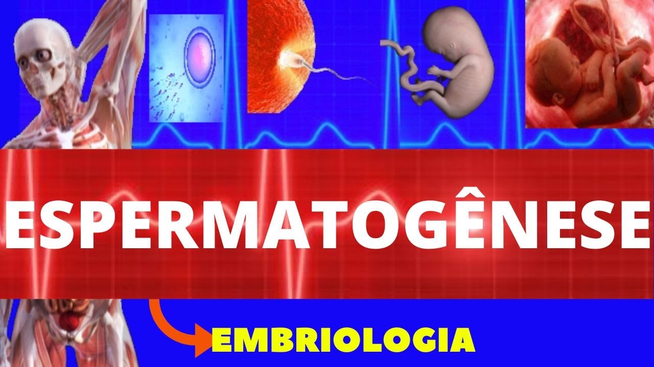 ESPERMATOGÊNESE (GAMETOGÊNESE) - FORMAÇÃO DO ESPERMATOZOIDE - GAMETA MASCULINO - EMBRIOLOGIA