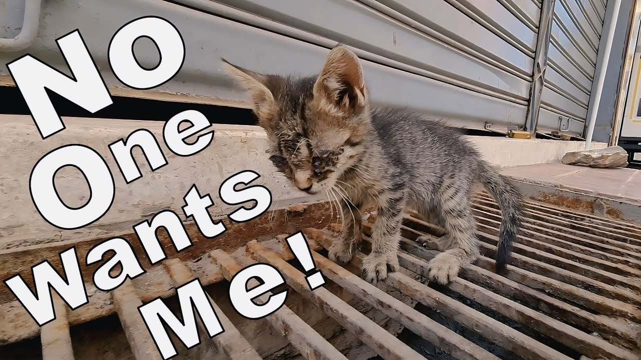 Rescuing a Sick Kitten from the Streets | Heartwarming Cat Rescue Video