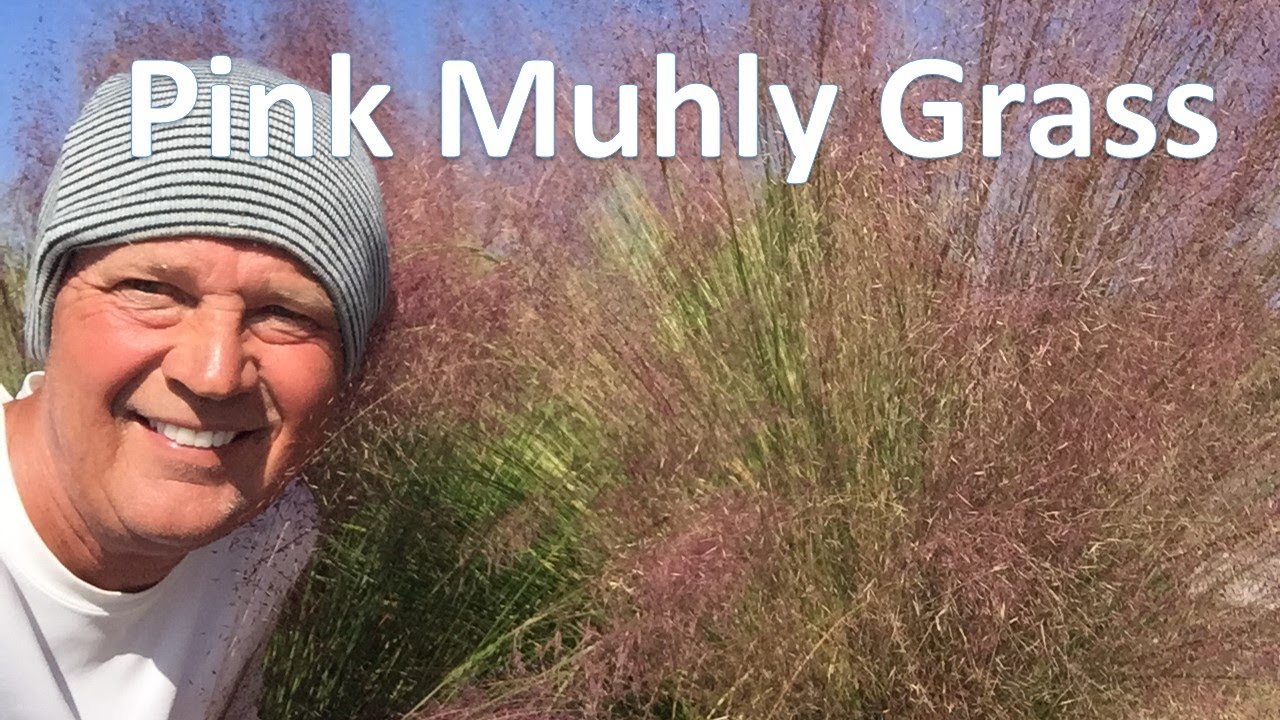 Pink Muhly Grass - All about this plant Muhlenbergia capillaris