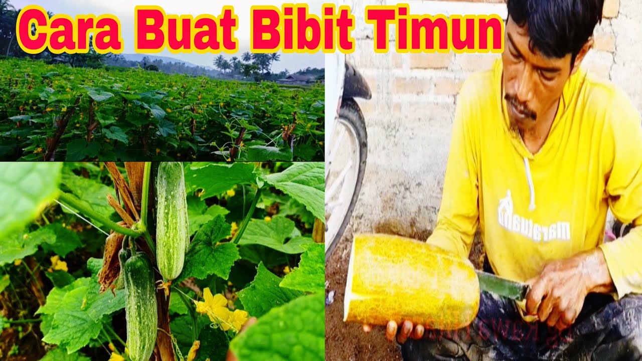 Cara Budidaya Timun Lokal / Timun Lalap ( TIMUN PADANG ) Dari Pembibitan Hingga Panen