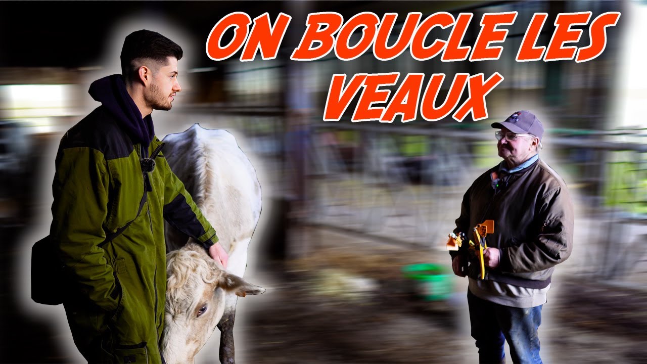 On boucle les veaux avec André et Tautor..