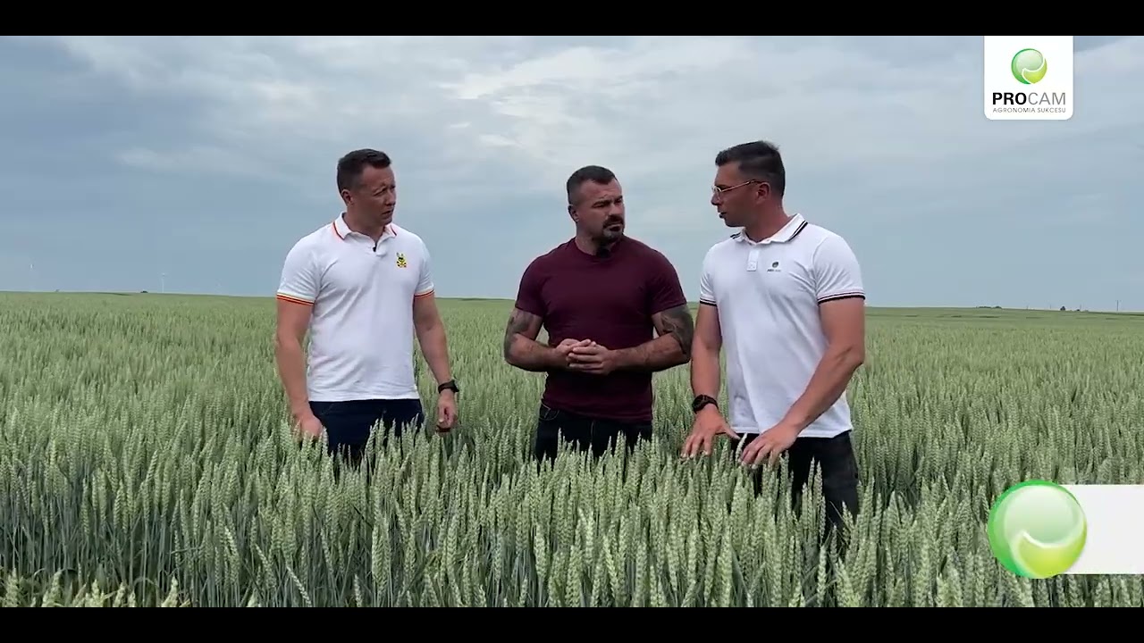 Pszenica Bulldozer jak wygląda plantacja nasienna #bulldozer