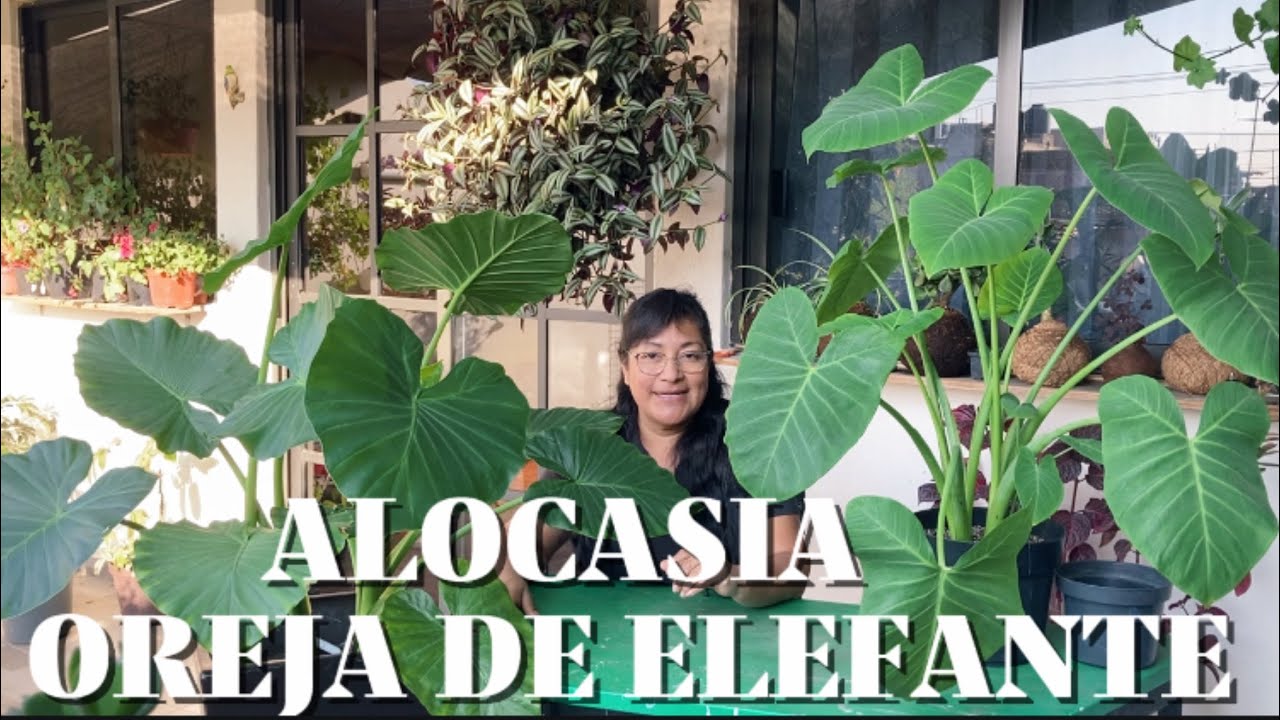 Transplante de ALOCASIA, quieres saber porque sus hojas no Crecen? 