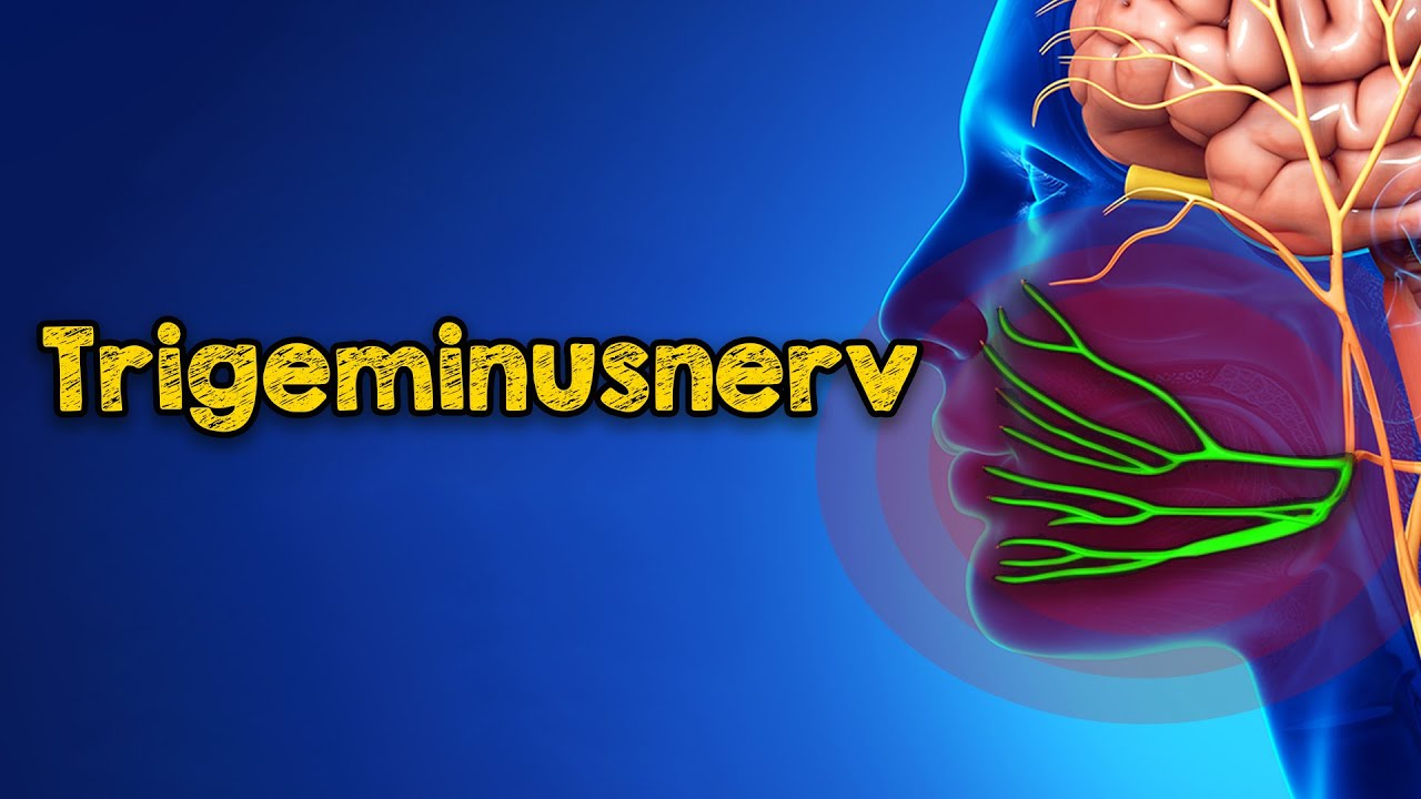 Тройничный нерв: где он находится, почему болит и как избавиться от боли навсегда