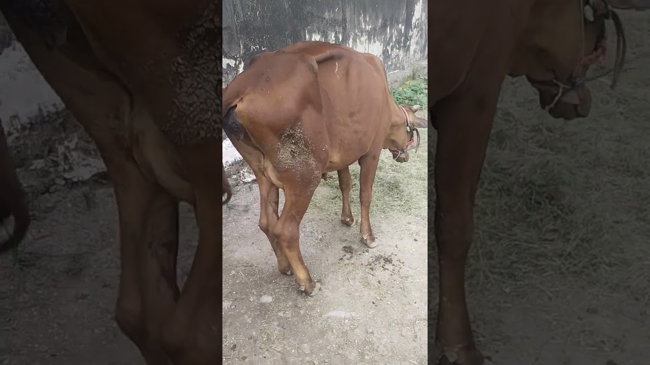 a typical sign of bovine ephemeral fever virus#cow #animals #buffalo #farming