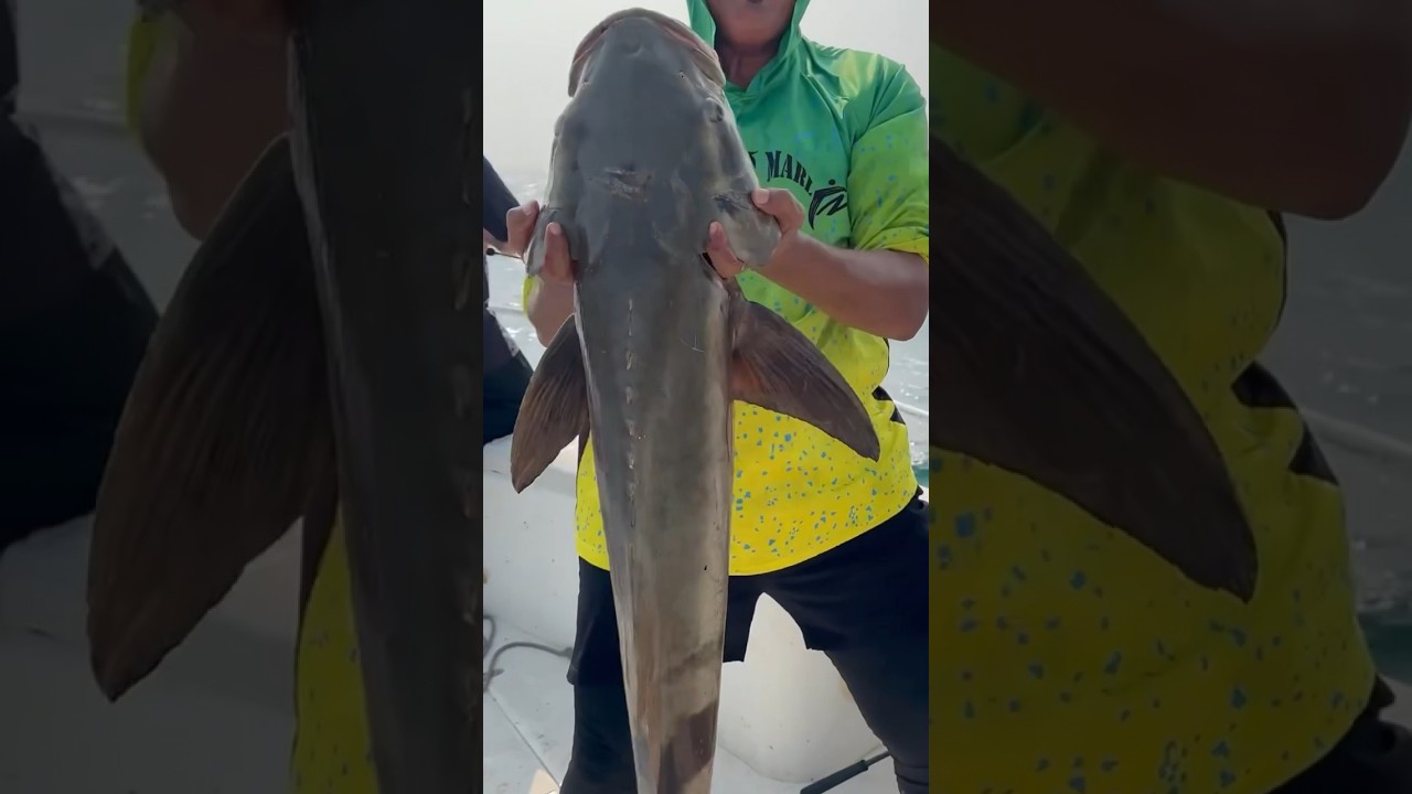 Huge cobia 🔥 with samurai sparrow jig 80g - qatar 🇶🇦