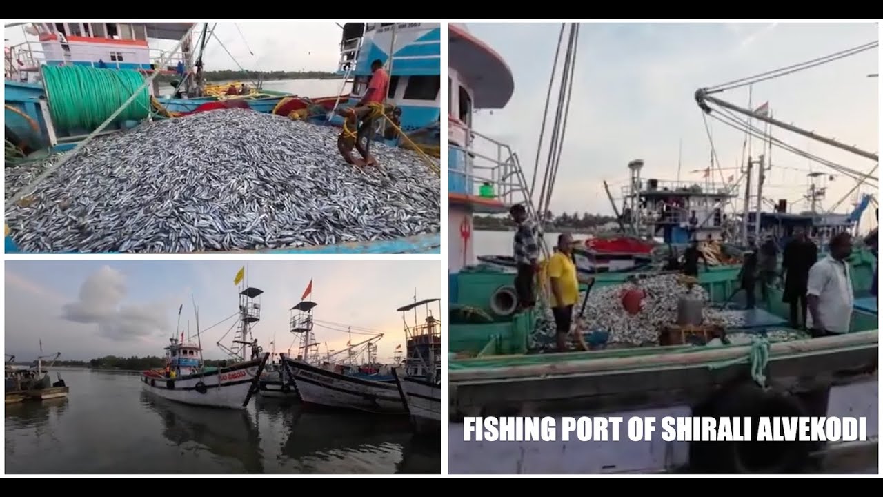Watch: Massive Sardine Catch in Alvekodi Shirali Fishing Port :  Huge Sardine Haul at Alvekodi Port