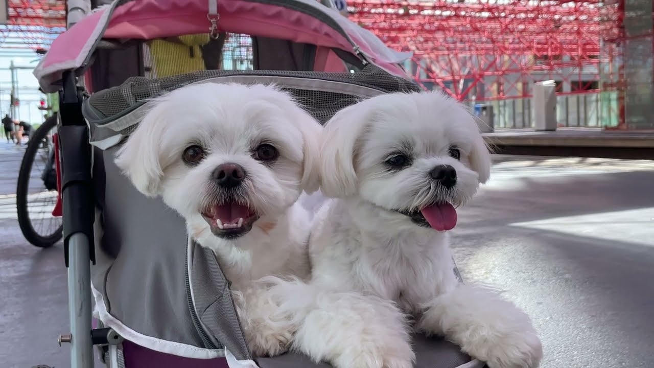Maltese Puppies DO NOT Want to be Left Alone