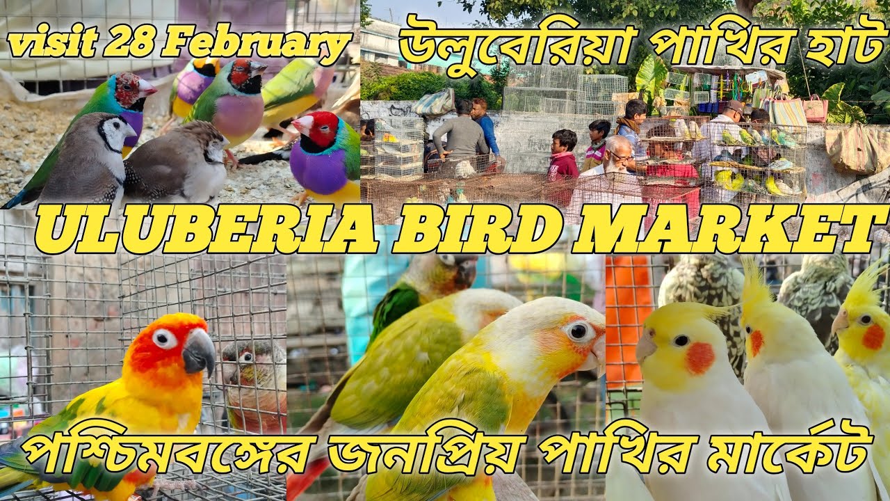Uluberia Bird market Cappest pet market kolkata all bird 🐦🕊️ price update 