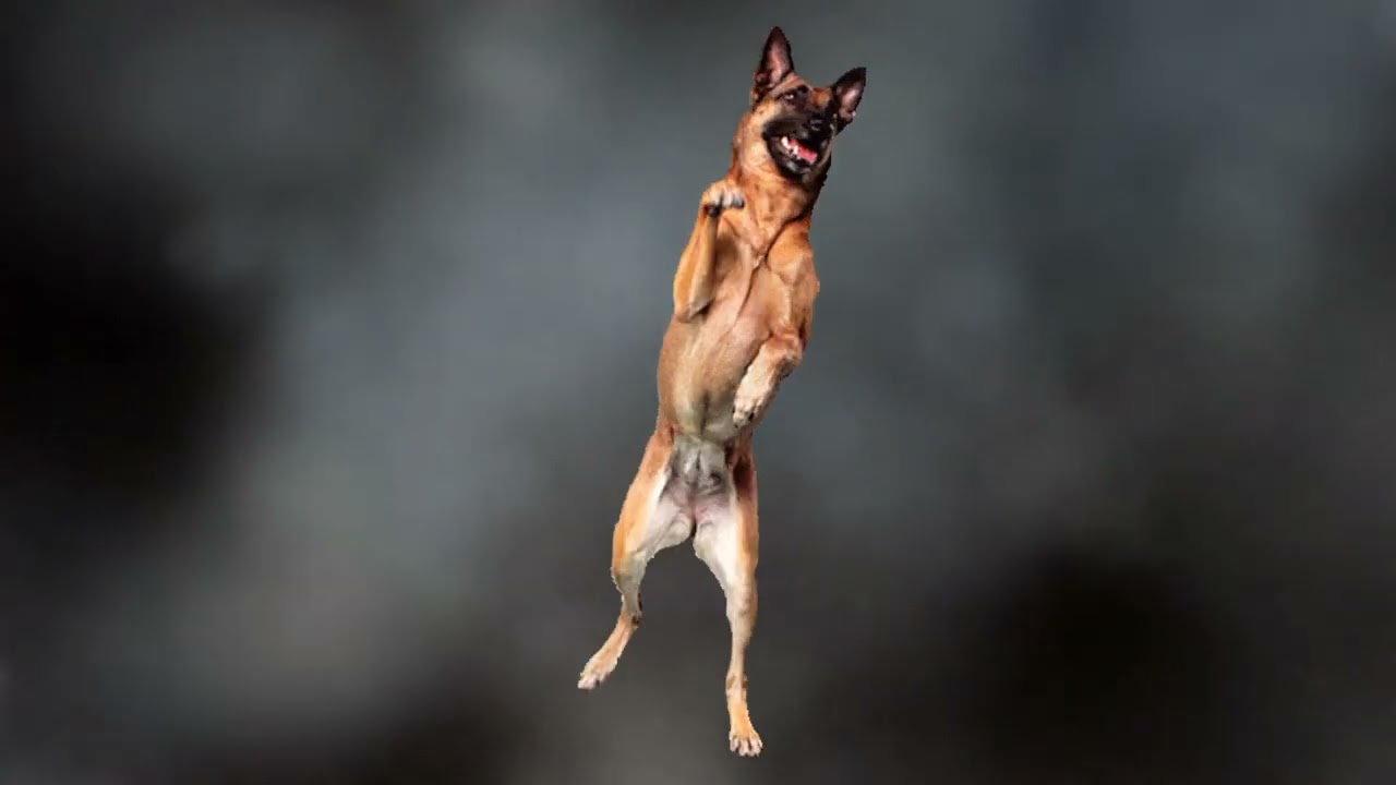 Танец пса под музыку!