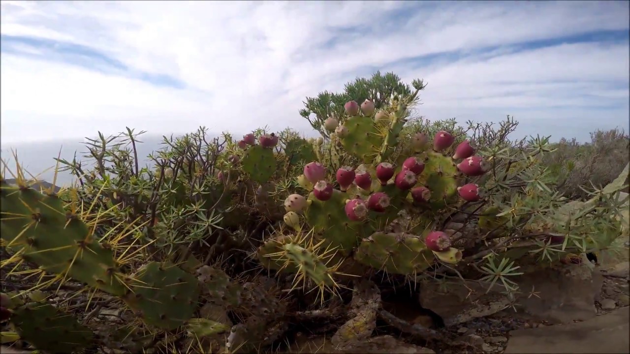 Montaña de Guaza, Tenerife, Canary Islands