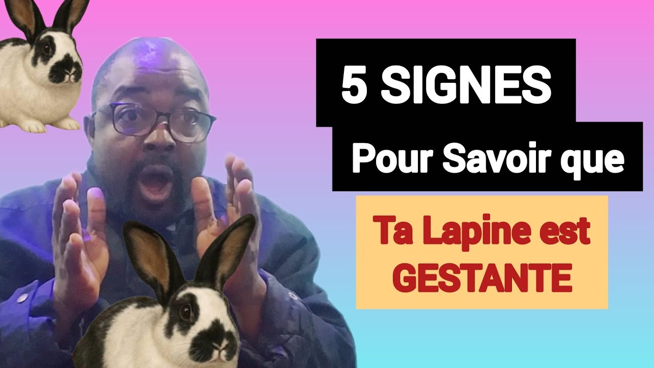 COMMENT RECONNAÎTRE UNE LAPINE GESTANTE : 5 SIGNES 