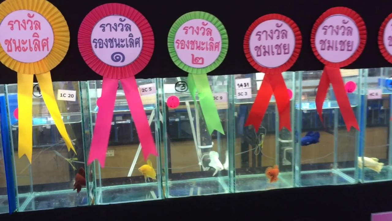 Betta Competition Show in Thailand 2016