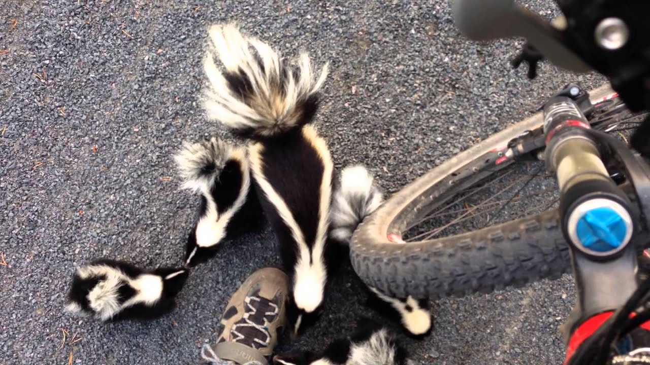 famille de moufettes qui rencontre un cycliste