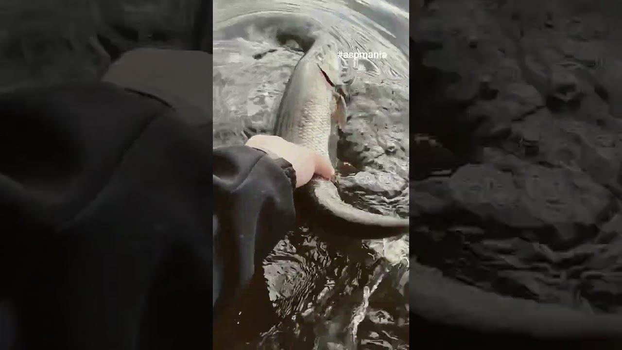 Great Bite! 💪 Aspius Fishing on Dnipro River, Ukraine. Catch and Release 2025