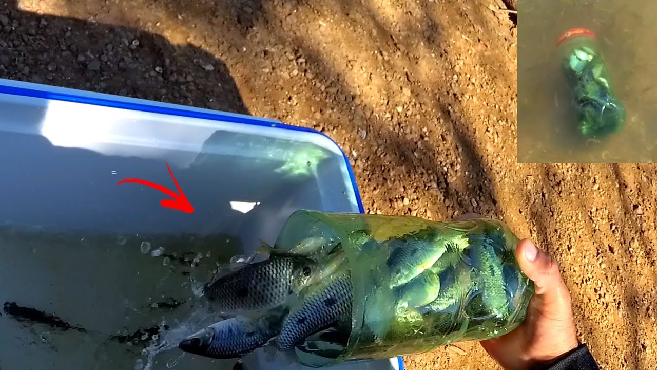 Armadilha que nunca falha para pega Piau e Lambari a mais eficaz que conheço